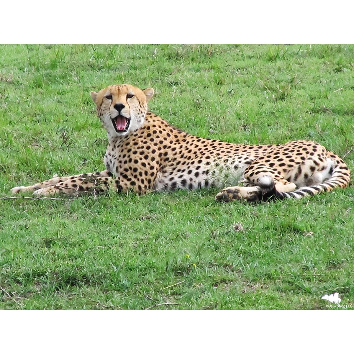 Large 1000 Piece Cheetah Jigsaw Puzzle Recommended for Ages +12 but Family Fun for All Ages