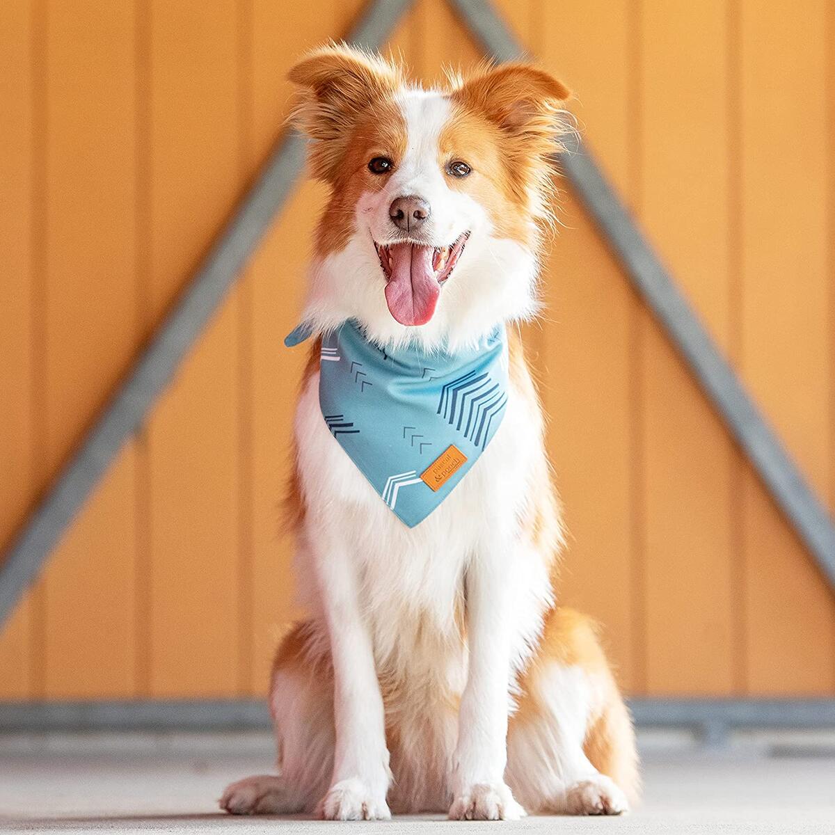 Dog Bandanas 9 Cash Back - RebateKey