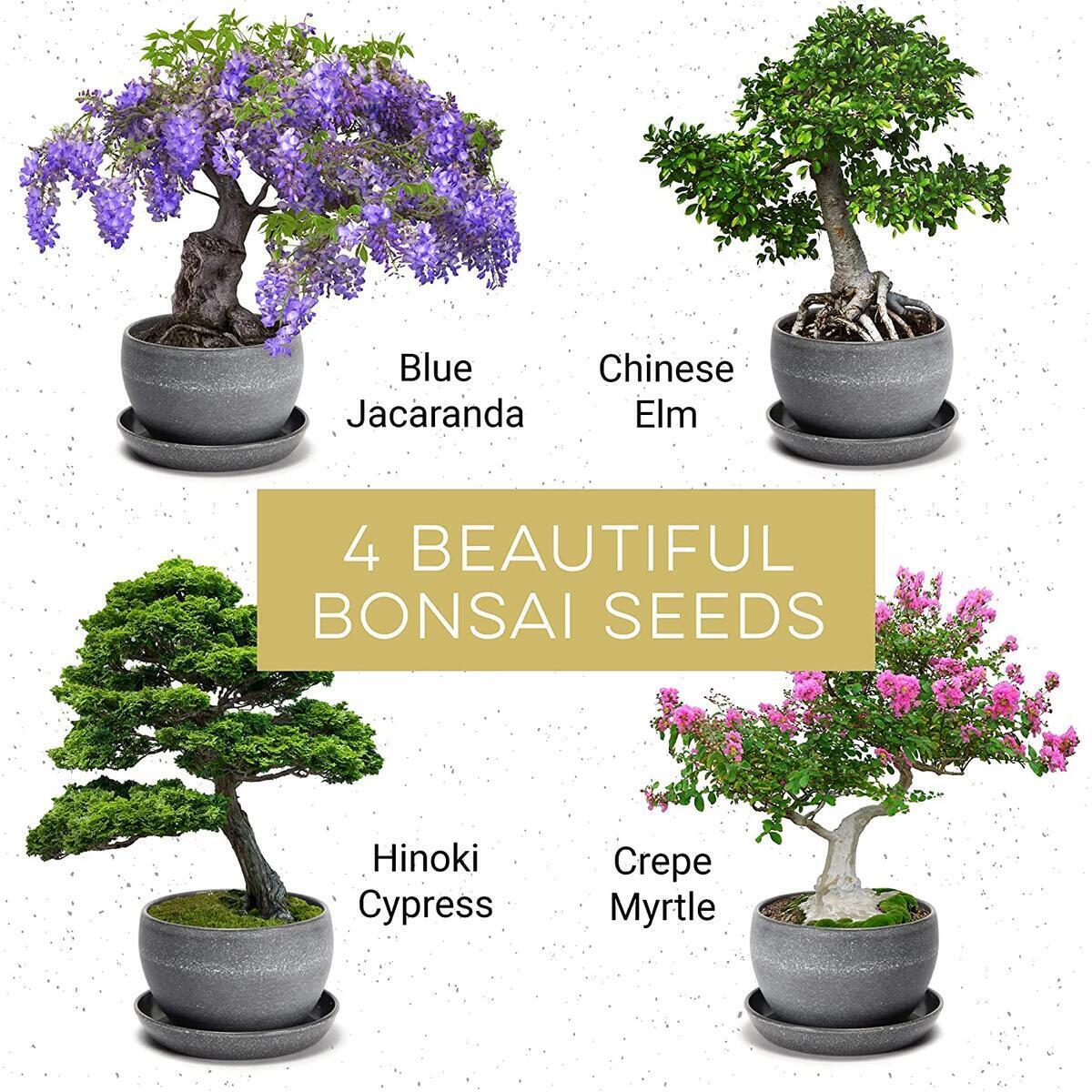 Bonsai 2 Cash Back - RebateKey