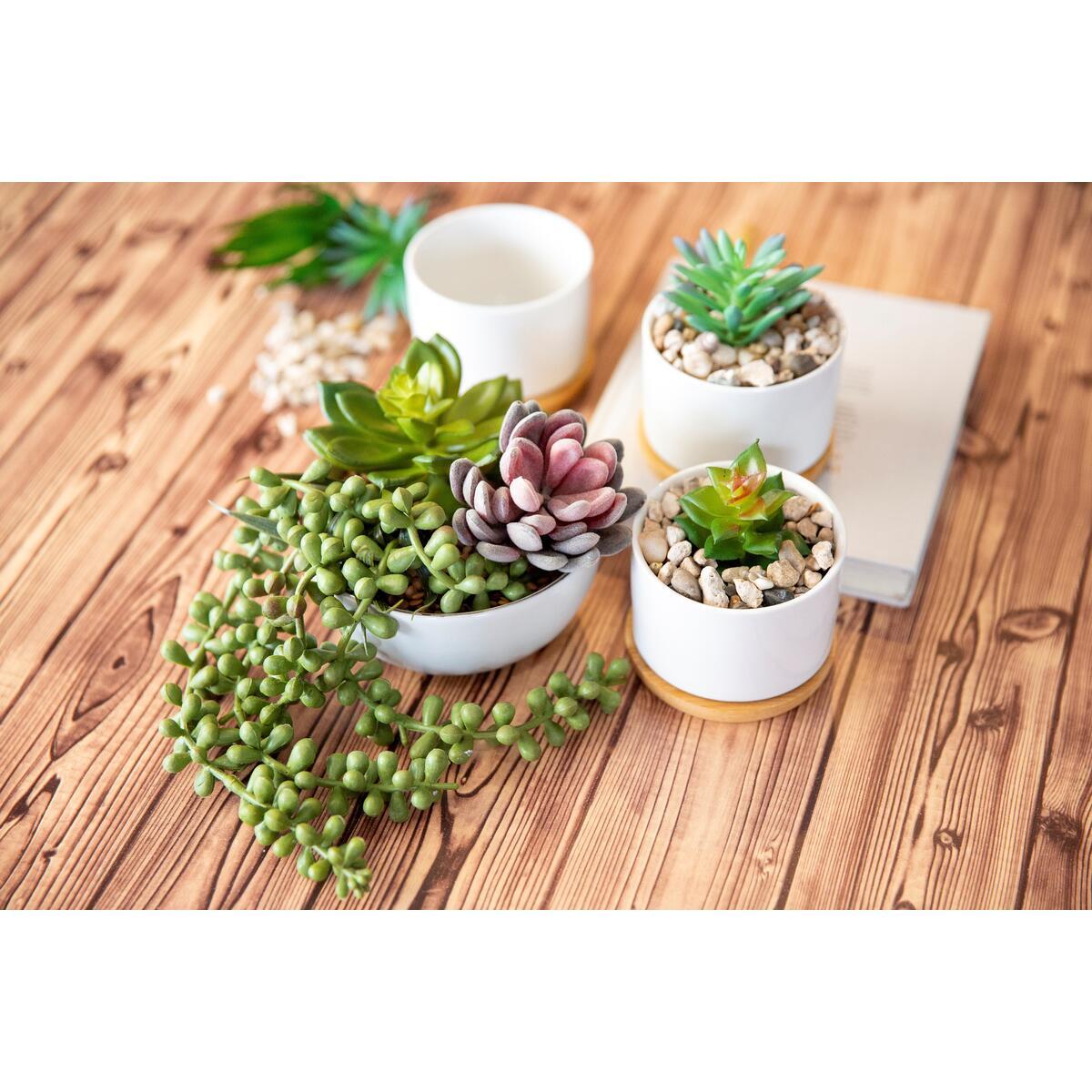 Fake Succulent Plants 3 Rebate - RebateKey