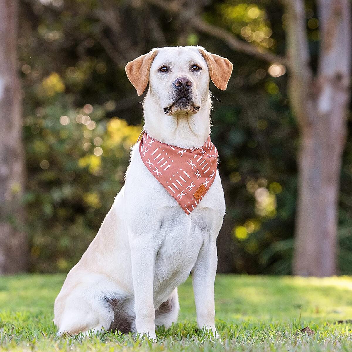 Dog Bandanas 9 Cash Back - RebateKey